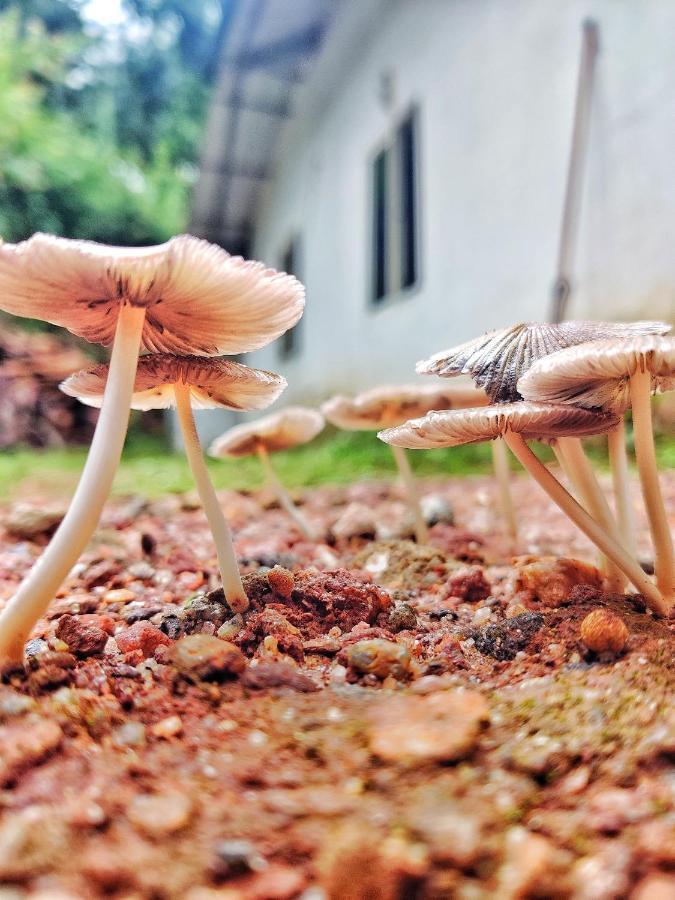 Westernghats Homestay Madikeri Zewnętrze zdjęcie