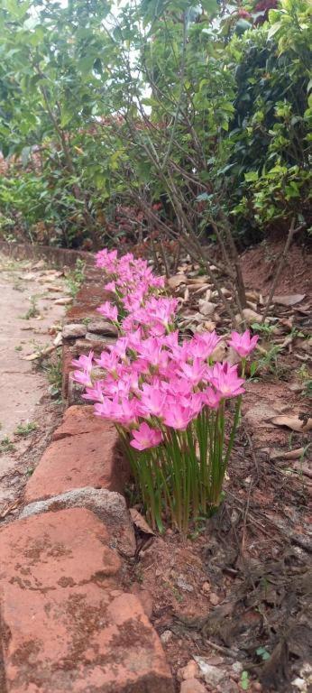 Westernghats Homestay Madikeri Zewnętrze zdjęcie